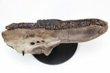Hadrosaur (Edmontosaurus) Maxilla With Teeth - Montana #211226-1